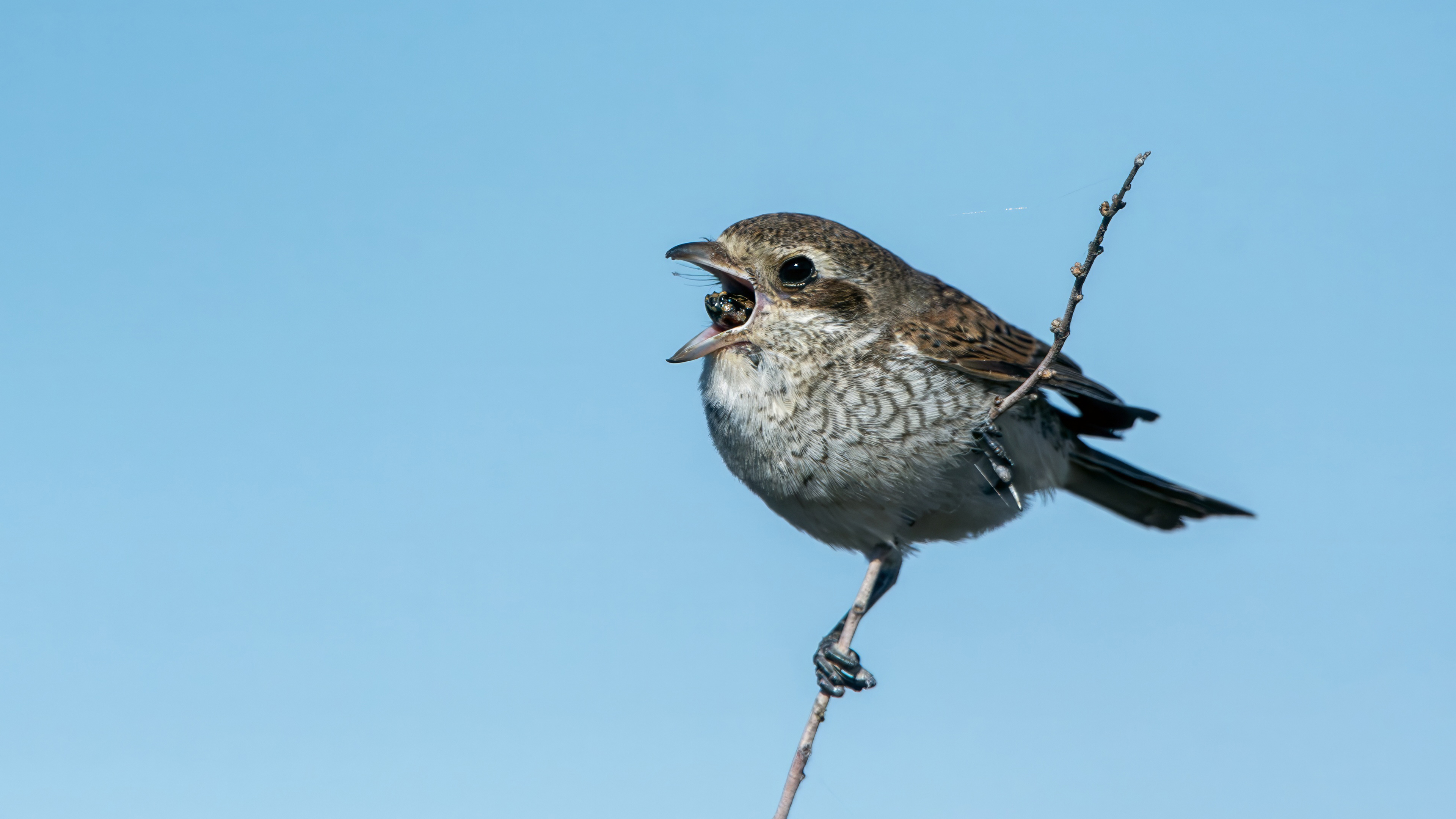 Woodchat Shrike